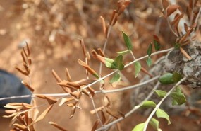 ep enfermedadla xylella fastidiosaolivo