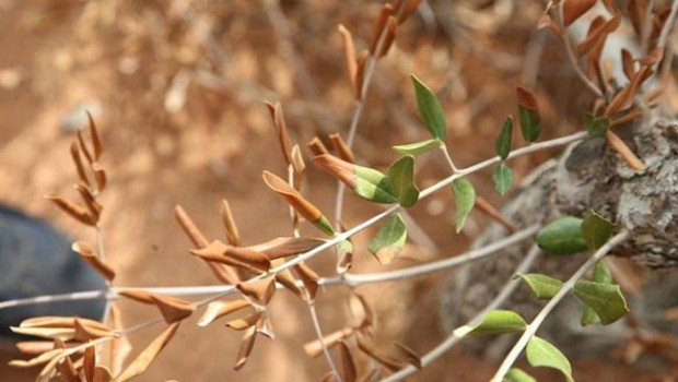 ep enfermedadla xylella fastidiosaolivo