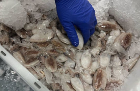 ep imagen de pescado fresco antes de ser exportado a marruecos