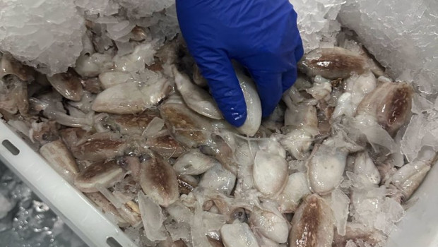 ep imagen de pescado fresco antes de ser exportado a marruecos