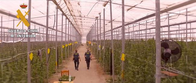 Localizada por la Guardia Civil la mayor plantación de marihuana en Almería | EUROPA PRESS/GUARDIACIVIL ep localizadala guardia civilmayor plantacionmarihuanaalmeria