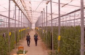 ep localizadala guardia civilmayor plantacionmarihuanaalmeria