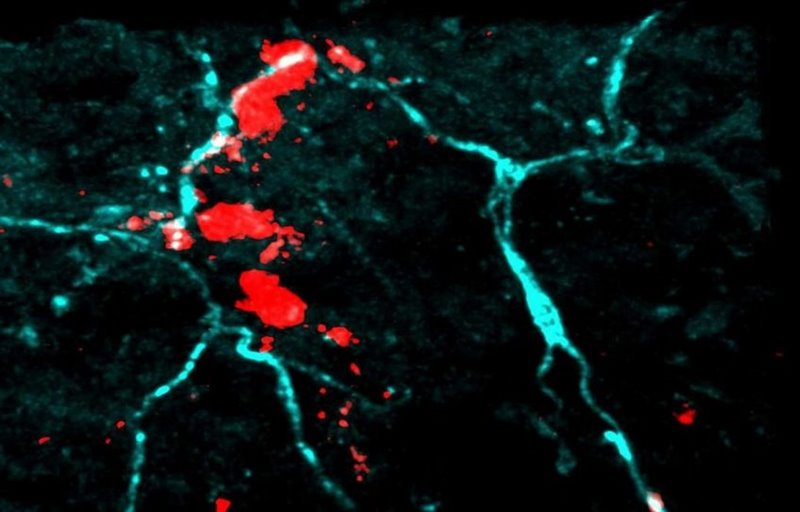 ep los mastocitos y las neuronas sensoriales se agrupan en racimos bajo la piel
