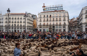 ep archivo   el rebano trashumante a su paso por la puerta del sol a 22 de octubre de 2023 en madrid