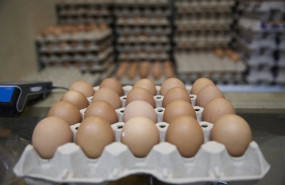 ep archivo   inprovo pone en marcha la nueva campana europea para revalorizar el huevo como alimento