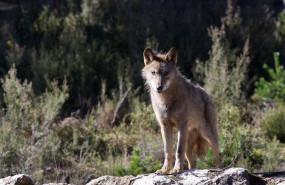 ep archivo - un lobo iberico del centro del lobo iberico en localidad de robledo de sanabria en