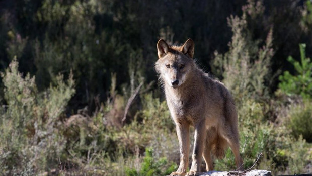 ep archivo - un lobo iberico del centro del lobo iberico en localidad de robledo de sanabria en