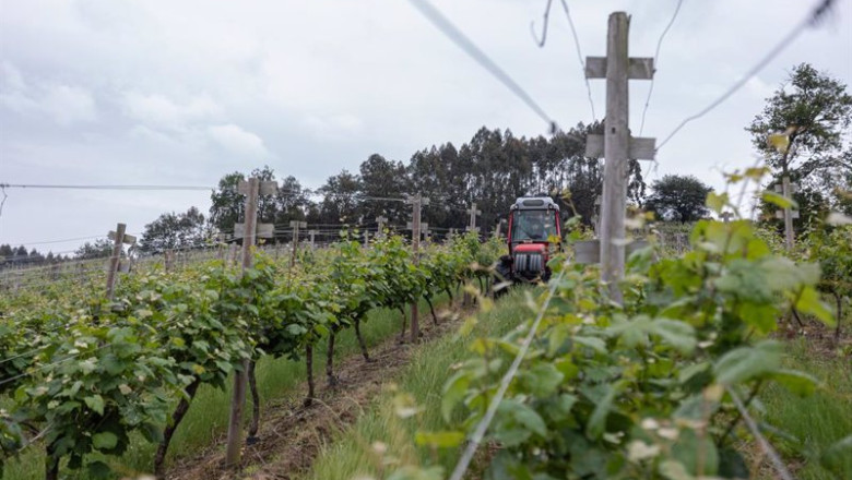 ep archivo un trabajador montado en un tractor trabaja en los vinedos de la empresa ep archivo un trabajador montado en un tractor trabaja en los vinedos de la empresa