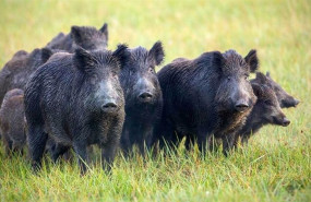 ep archivo   una manada de jabalies