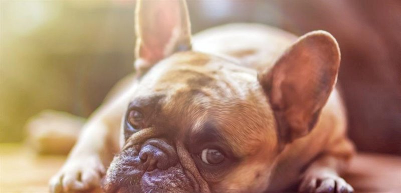 La Real Sociedad Canina Española advierte del aumento de abandono de perros por temor al COVID-19 y pide más vigilancia y sanciones más duras. | REAL SOCIEDAD CANINA ESPAÑOLA ep la real sociedad canina espanola advierte del aumento de abandono de perros por temor al covid-19