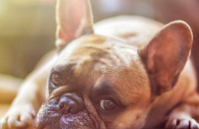 ep la real sociedad canina espanola advierte del aumento de abandono de perros por temor al covid-19