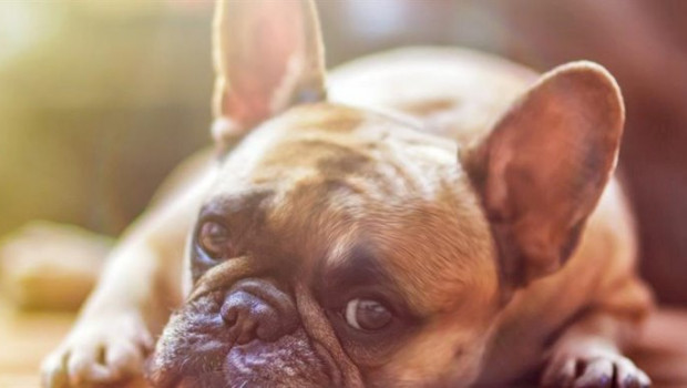 ep la real sociedad canina espanola advierte del aumento de abandono de perros por temor al covid-19