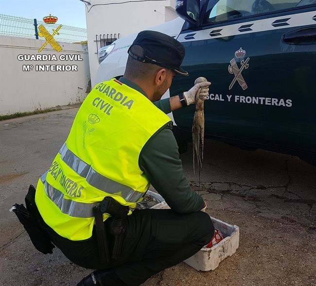 Pulpo inmaduro incautado en Punta Umbría (Huelva). | EUROPA PRESS/GUARDIA CIVIL ep pulpo inmaduro incautadopunta umbria huelva