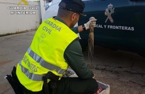 ep pulpo inmaduro incautadopunta umbria huelva
