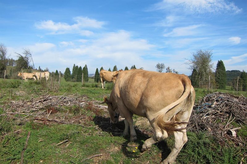 ep vacas en bizkaia