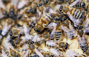 1653032726 abejas 1653032726 abejas