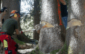 bosquecbcortar bosquecbcortar