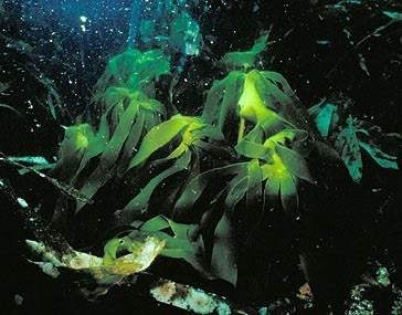 Alga Laminaria | MAGRAMA ep alga laminaria