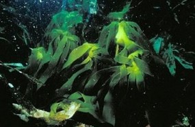 ep alga laminaria