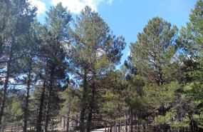 ep archivo   arboles bosque naturaleza parque vegetacion buen tiempo rural dia soleado