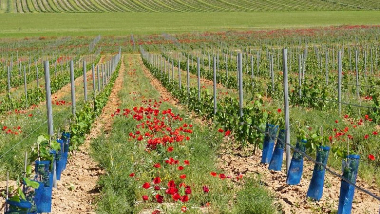 ep archivo   recurso de fertilizantes agricultura ecologica