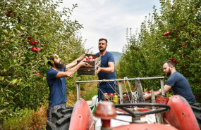 ep archivo   smiling friends utilizing teamwork while loading freshly harvested apples on to tractor