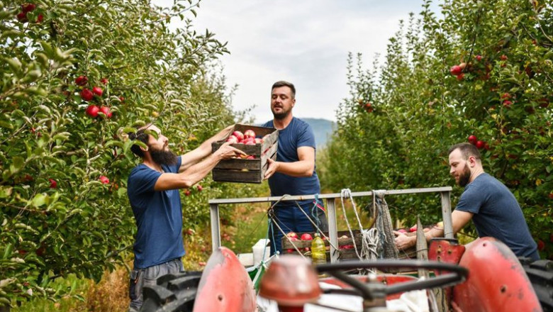 Archivo - Smiling Friends Utilizing Teamwork While Loading Freshly Harvested Apples On To Tractor Wagon. | ALEKSANDAR GEORGIEV/MAPFRE - Archivo ep archivo smiling friends utilizing teamwork while loading freshly harvested apples on to tractor
