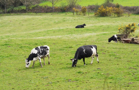 ep archivo   varias vacas lecheras pastorean en la granja casa grande de xanceda a 26 de marzo de