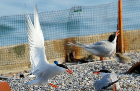 ep birdlife habilita una webcam para seguir a la unica colonia de charran del cantabrico