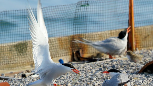 ep birdlife habilita una webcam para seguir a la unica colonia de charran del cantabrico