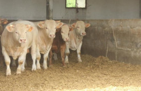 ep comienza una nueva fase de la campana de vacunacion frente a la dermatosis nodular contagiosa dnc