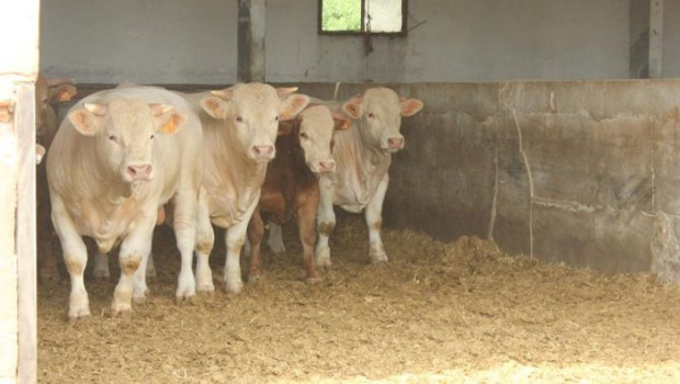 ep comienza una nueva fase de la campana de vacunacion frente a la dermatosis nodular contagiosa dnc