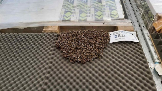ep enjambre con mas de 3000 abejas