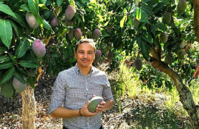 ep la costa tropical de granada se prepara para de la campana del mango 2026 en la que las altas