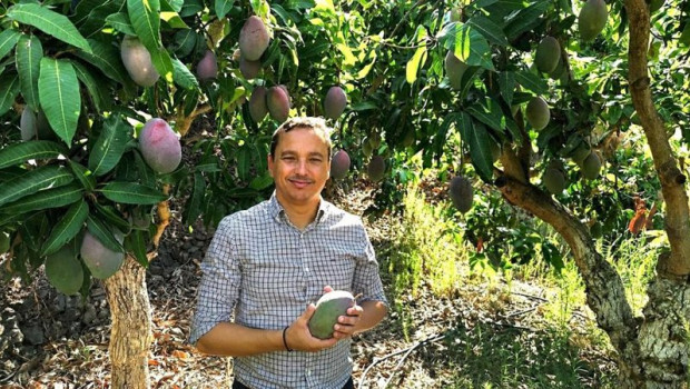 ep la costa tropical de granada se prepara para de la campana del mango 2026 en la que las altas