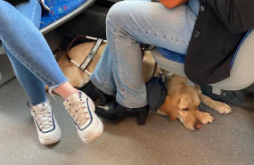 ep perro de asistencia en un autobus en oviedo
