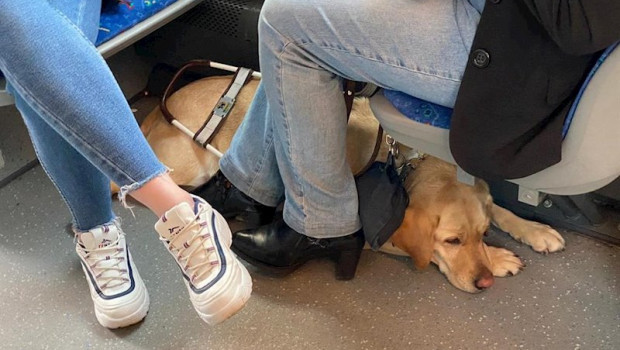 ep perro de asistencia en un autobus en oviedo