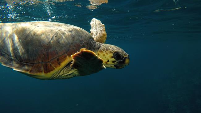 Scar, una de las tortugas recuperadas y liberadas por Palma Aquarium | PALMA AQUARIUM - Archivo ep scar unalas tortugas recuperadasliberadaspalma aquarium