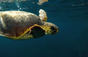 ep scar unalas tortugas recuperadasliberadaspalma aquarium