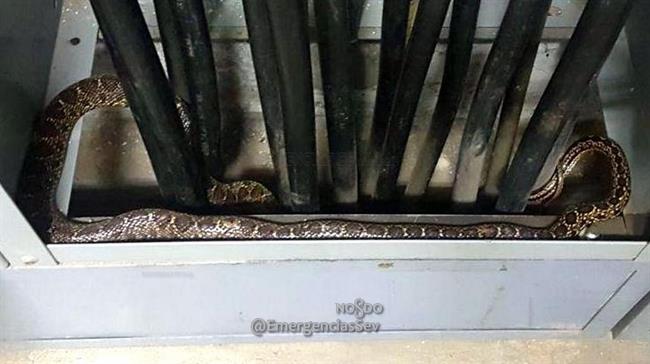 Serpiente descubierta | EMERGENCIAS SEVILLA ep serpiente descubierta