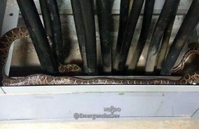 ep serpiente descubierta