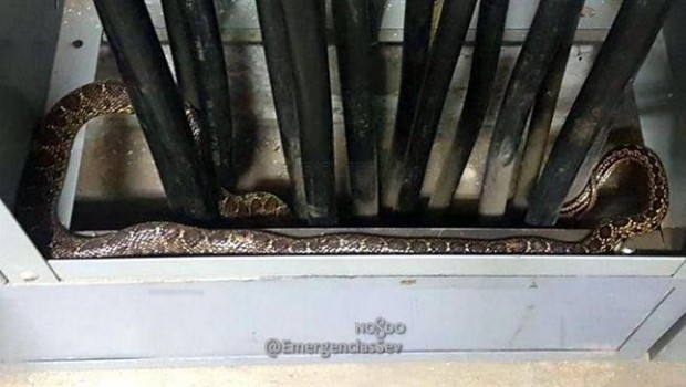 Serpiente descubierta | EMERGENCIAS SEVILLA ep serpiente descubierta