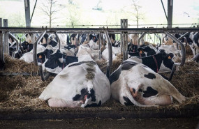 ep varias vacas tumbadas en la granja lacturale