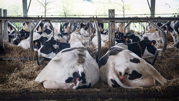 ep varias vacas tumbadas en la granja lacturale