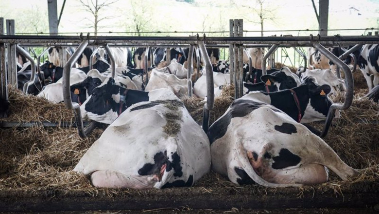 ep varias vacas tumbadas en la granja lacturale