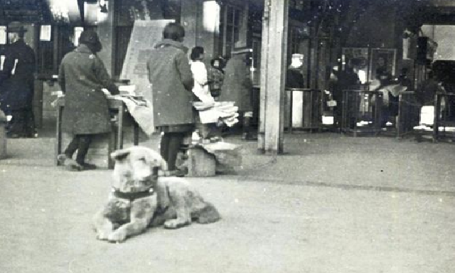 hachiko perro japÃƒÂ³n