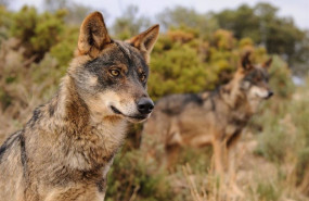 ep archivo   ejemplar de lobo iberico