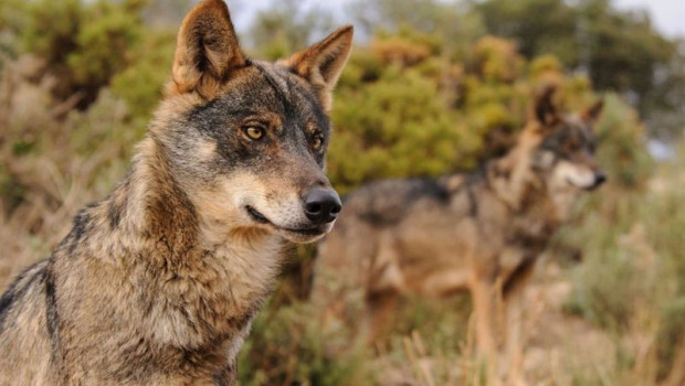 ep archivo   ejemplar de lobo iberico