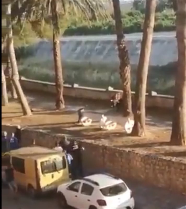 ep fotograma del video compartido por pacma sobre el toro abatido en algemesi ep fotograma del video compartido por pacma sobre el toro abatido en algemesi