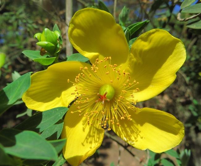 Muestras de flora africana | IPE ep muestrasflora africana